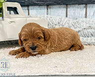 fullsizeoutput_1597_edited.jpg