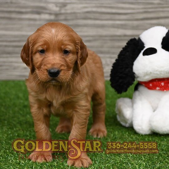 Golden Irish Retriever