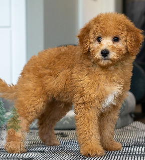 Mini Goldendoodle Puppy