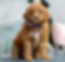 Mini Goldendoodle Puppy