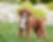 F1B Cavapoo