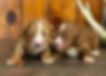 Cavapoo Puppies Males