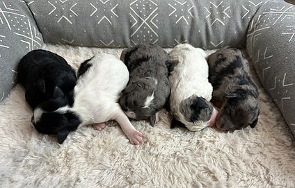 F1b Mini Bernedoodle