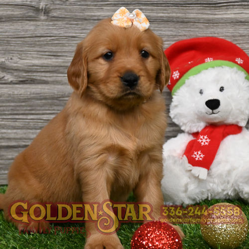 Golden Retriever