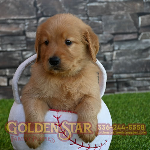 Golden Retriever