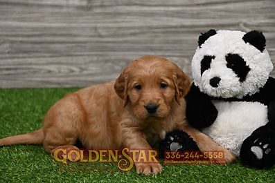 Golden Irish Retriever