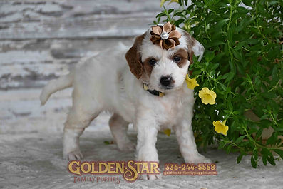 F1b Mini Goldendoodle