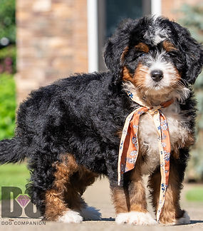 Mini Bernedoodle Puppy