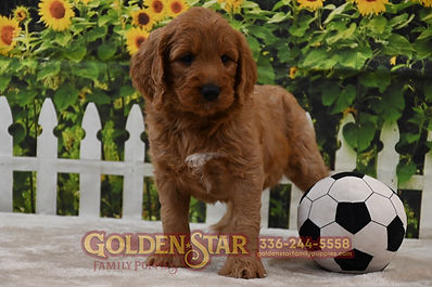 F1 Goldendoodle
