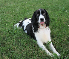 English Springer Spaniels Dams