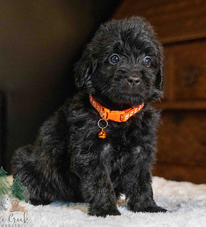 Mini Goldendoodle Puppy