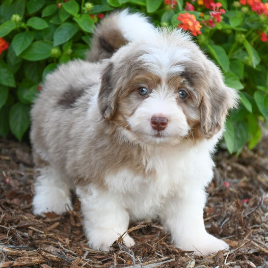 F1 Mini Aussiedoodle