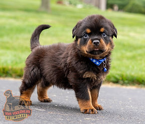 Rottweiler Puppy