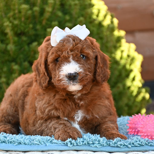 F1B Mini Goldendoodle