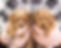 Males - Meadows Cavapoos.jpg