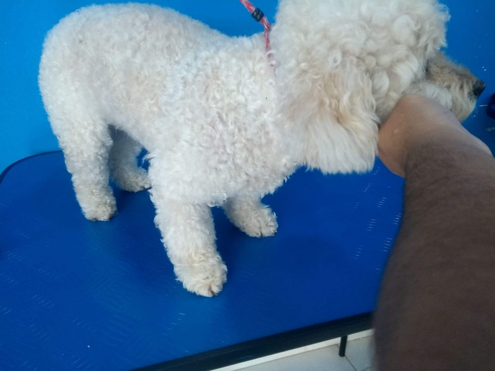 poodle antes