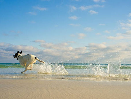 Distraction the Destroyer of Dreams 