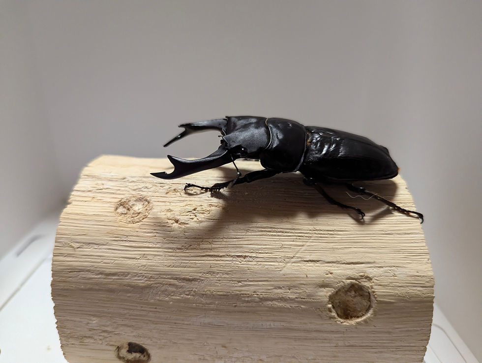 サムネイル： 新成虫　　　　オオクワガタ【能勢YG】♂83.3mmと♀53.5mmのペア