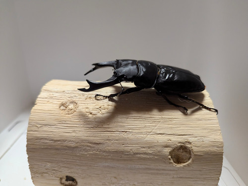 新成虫 オオクワガタ【能勢YG】♂83.3mmと♀53.5mmのペア | クワガタ市場