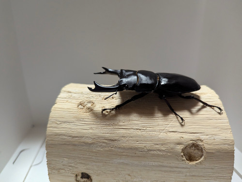 新成虫 オオクワガタ【能勢YG】♂79mmと♀49mmのペア | クワガタ市場 新成虫 オオクワガタ【能勢YG】♂79mmと♀49mmのペア | クワガタ市場