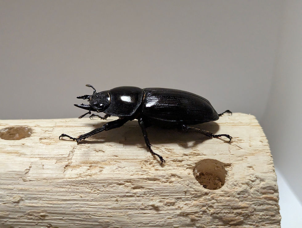 サムネイル： 新成虫　　　　オオクワガタ【能勢YG】♂84.6mmと♀54mmのペア