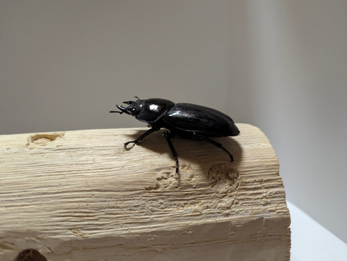 新成虫 オオクワガタ【能勢YG】♂80mmと♀51mmのペア | クワガタ市場