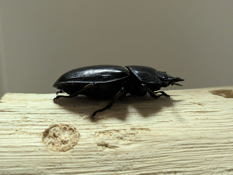 サムネイル： 越冬個体　　　オオクワガタ【能勢YG】♂82mmと♀51.5mmのペア