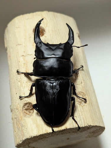 新成虫 オオクワガタ【能勢YG】♂86.2mmと♀55mmのペア | クワガタ市場