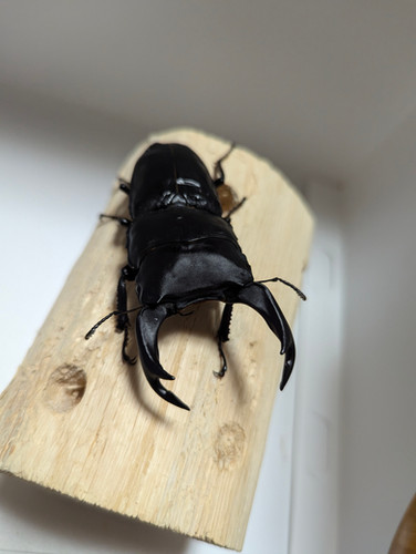 新成虫 オオクワガタ【能勢YG】♂83.3mmと♀53.5mmのペア | クワガタ市場