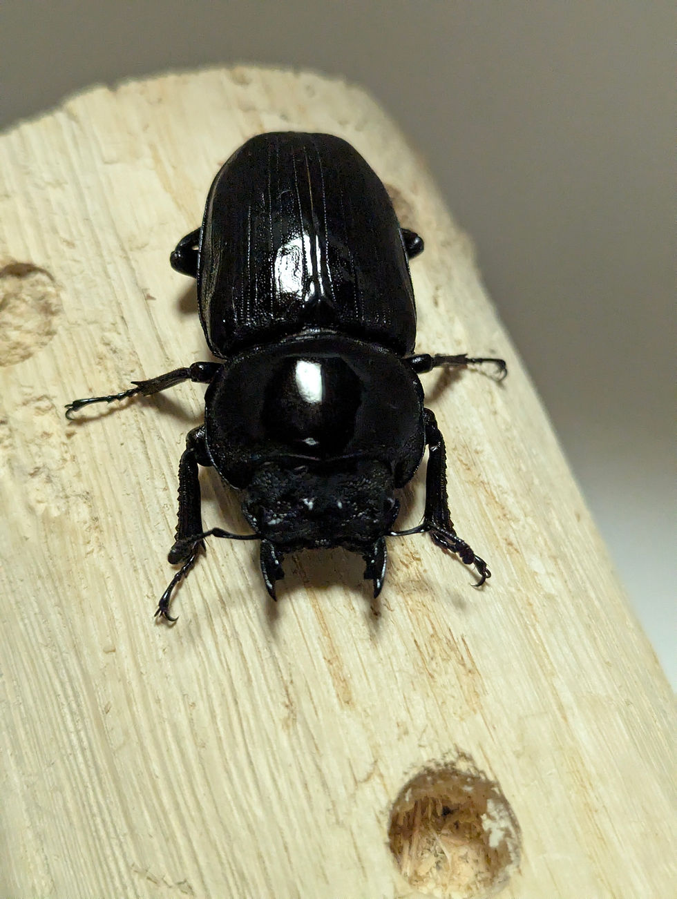 サムネイル： 新成虫　　　　オオクワガタ【能勢YG】♂87mmと♀54.4mmのペア