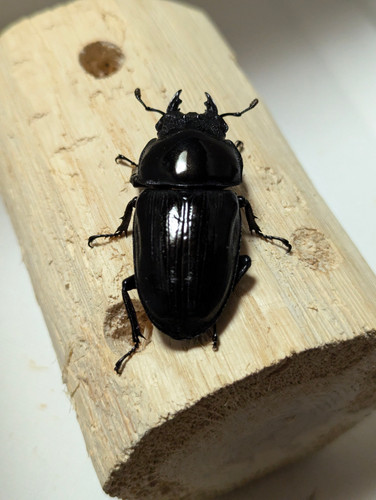 新成虫 オオクワガタ【能勢YG】♂86.2mmと♀55mmのペア | クワガタ市場