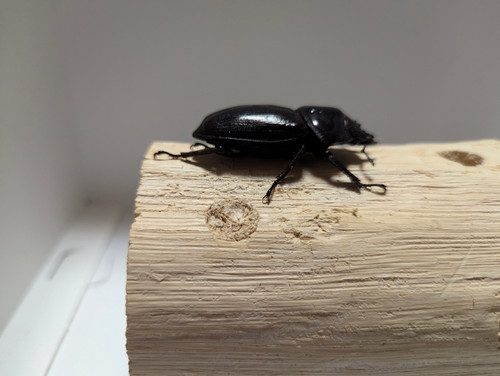 新成虫 オオクワガタ【能勢YG】♂83.3mmと♀53.5mmのペア | クワガタ市場