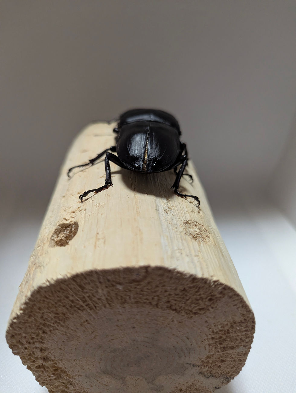 サムネイル： 新成虫　　　　オオクワガタ【能勢YG】♂86mm単品