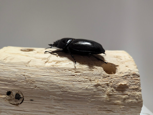 新成虫 オオクワガタ【能勢YG】♂80mmと♀50mmのペア | クワガタ市場