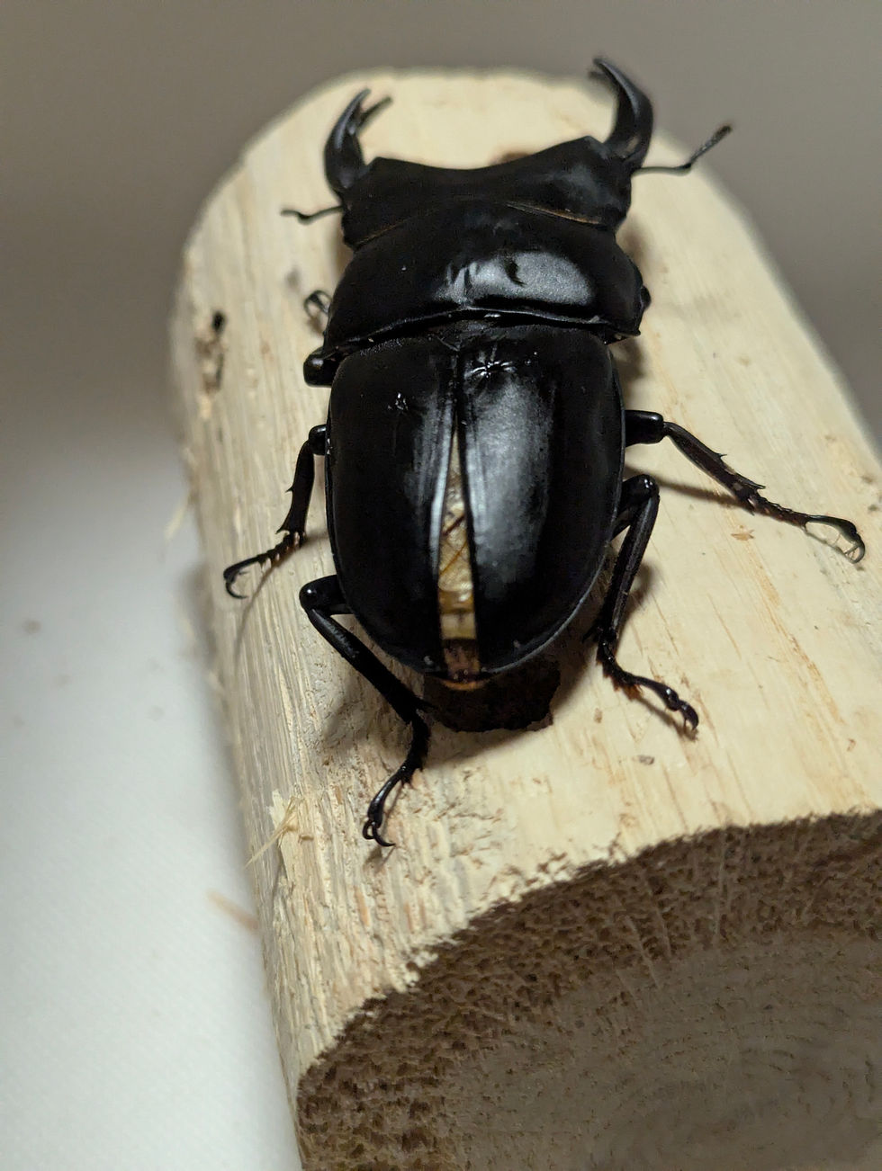 サムネイル： 新成虫　　　　オオクワガタ【能勢YG】♂84.5mmと♀53.2mmのペア