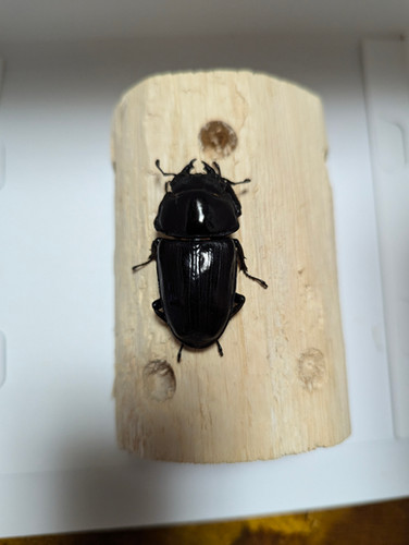 新成虫 オオクワガタ【能勢YG】♂83.3mmと♀53.5mmのペア | クワガタ市場