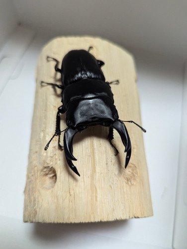 新成虫 オオクワガタ【能勢YG】♂80mmと♀50mmのペア | クワガタ市場