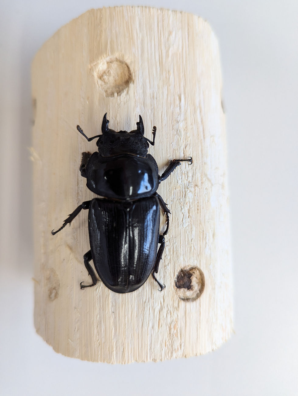 サムネイル： 新成虫　　　　オオクワガタ【能勢YG】♂79.8mmと52.3mmのペア