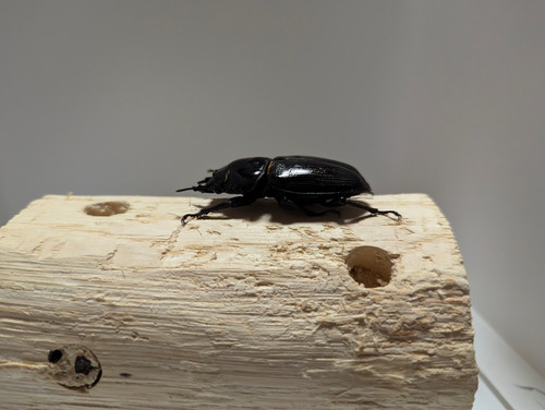 新成虫 オオクワガタ【能勢YG】♂79mmと♀49mmのペア | クワガタ市場