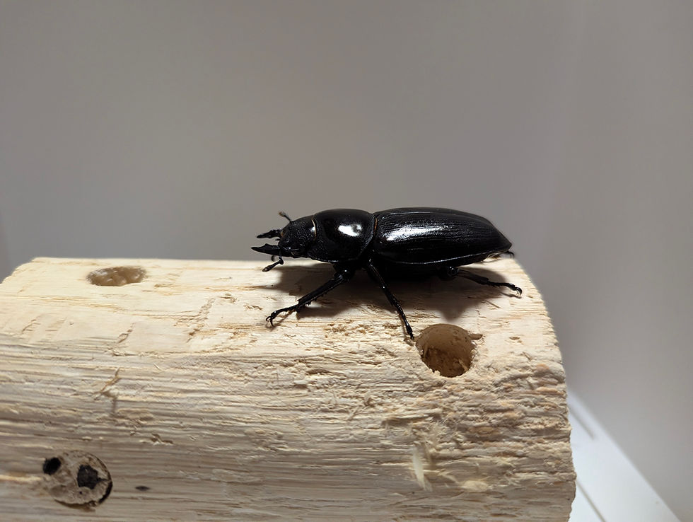 サムネイル： 新成虫　　　　オオクワガタ【能勢YG】♀57mm単品