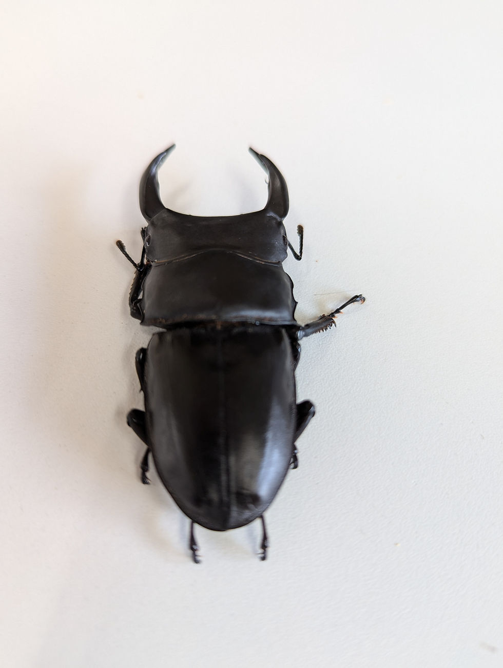 サムネイル： 新成虫　　　　オオクワガタ【能勢YG】♂75mmと52.2mmのペア