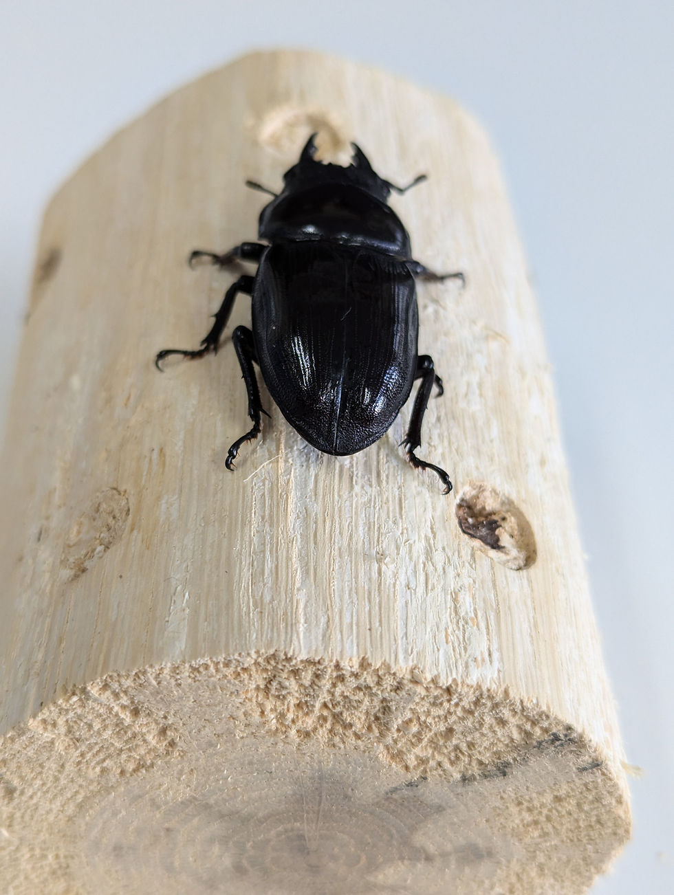 サムネイル： 新成虫　　　　オオクワガタ【能勢SR】♂75mと♀49.5mmのペア