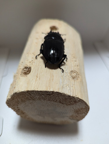 新成虫 オオクワガタ【能勢YG】♂80mmと♀50mmのペア | クワガタ市場 新成虫 オオクワガタ【能勢YG】♂80mmと♀50mmのペア | クワガタ市場