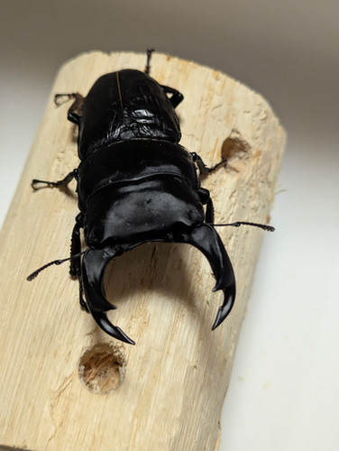 新成虫 オオクワガタ【能勢YG】♂85.1mmと♀55.6mmのペア | クワガタ市場