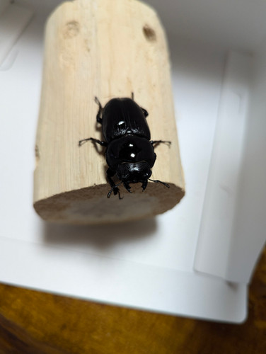 新成虫 オオクワガタ【能勢YG】♂79mmと♀49mmのペア | クワガタ市場