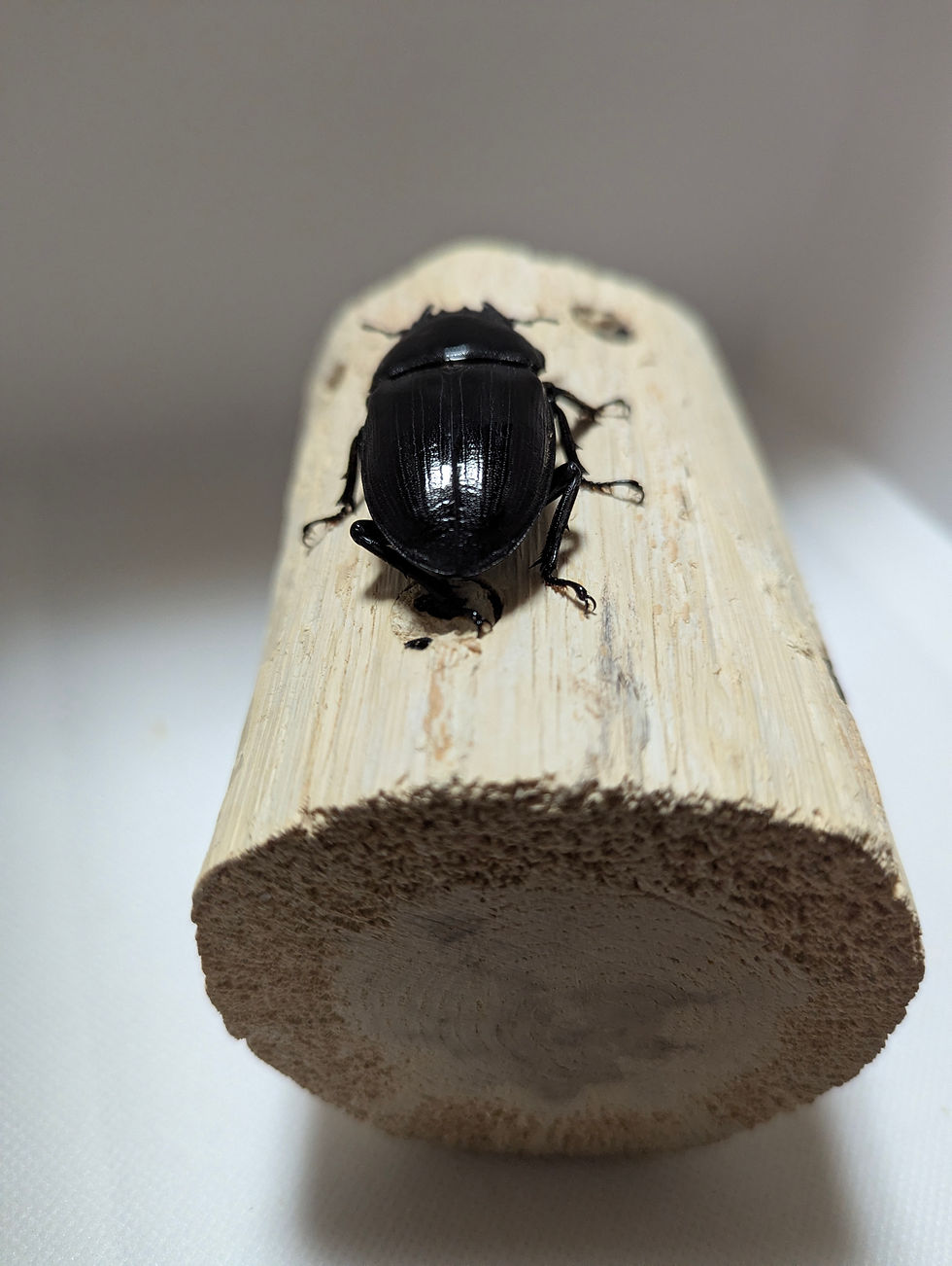 サムネイル： 新成虫　　　　オオクワガタ【能勢YG】♀53.3mm単品