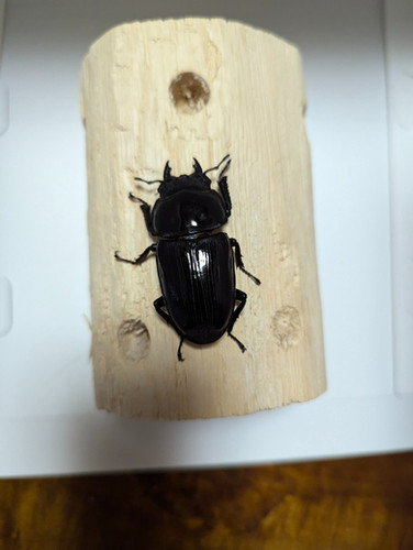 新成虫 オオクワガタ【能勢YG】♂80mmと♀50mmのペア | クワガタ市場 新成虫 オオクワガタ【能勢YG】♂80mmと♀50mmのペア | クワガタ市場
