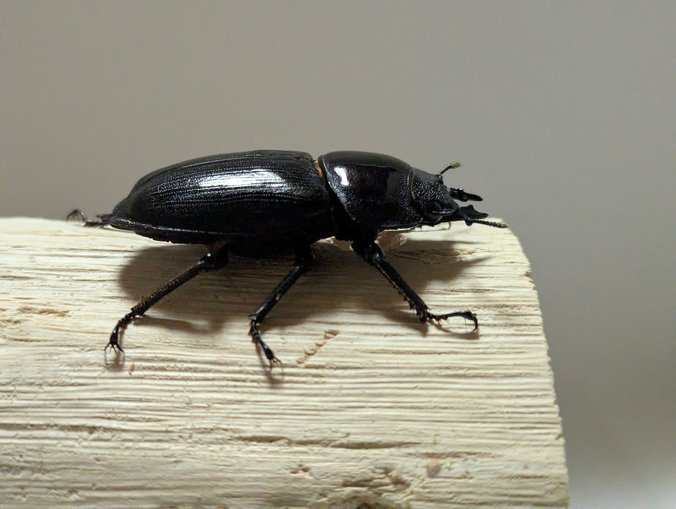 サムネイル： 新成虫　　　　オオクワガタ【能勢YG】♂84.4mmと♀53.1mmのペア