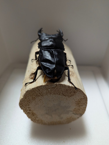 新成虫 オオクワガタ【能勢YG】♂88.9mm単品 | クワガタ市場