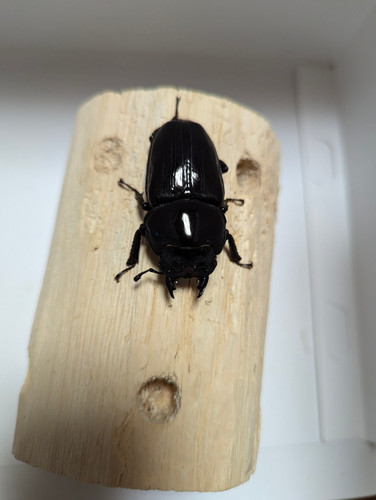 新成虫 オオクワガタ【能勢YG】♂83.3mmと♀53.5mmのペア | クワガタ市場